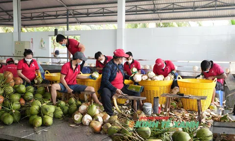 Chinh phục thị trường Mỹ: Dừa Việt Nam đặt nền móng cho xuất khẩu bền vững
