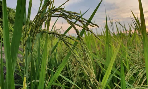 Triển vọng từ những mô hình khảo nghiệm giống lúa mới