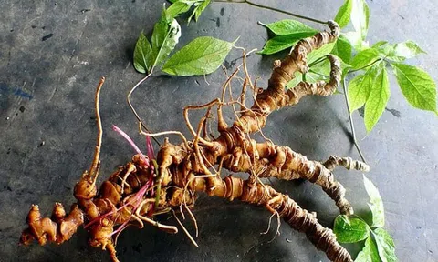 Quảng Nam phát triển cây dược liệu quý hiếm