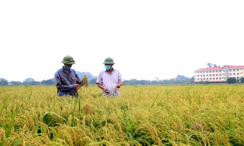 Phát triển thương hiệu nếp nhung Tam Sơn