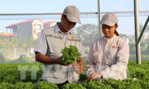 Hỗ trợ phát triển các mô hình hợp tác xã nông nghiệp ứng dụng công nghệ cao