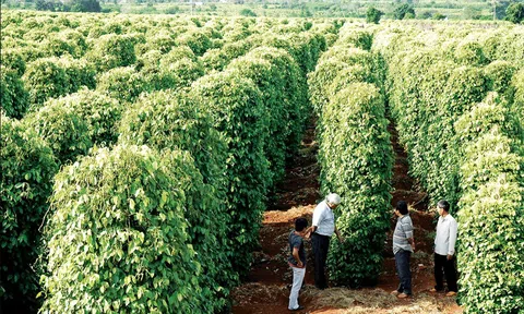 Tạo đà cho doanh nghiệp, hợp tác xã kinh doanh ổn định sau dịch