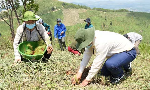 Kon Tum đặt mục tiêu sớm hoàn thành trồng mới 15.000 ha rừng