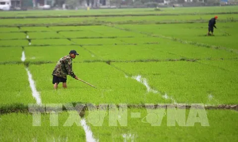 Giảm chi phí đầu vào, tăng hiệu quả kinh tế trong sản xuất lúa vụ Thu Đông