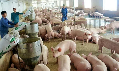 Giá lợn hơi đang tăng lên từng ngày