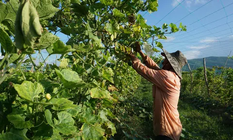 Gia Lai chuyển đổi sản xuất thích ứng với tình hình dịch