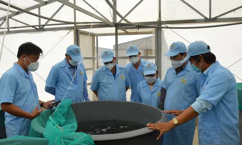 Dịch COVID-19: Sản xuất cá tra giống giảm vì nhiều cơ sở phải dừng hoạt động