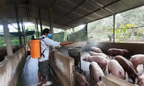 Người nuôi lợn ở Bà Rịa-Vũng Tàu lao đao vì dịch tả châu Phi