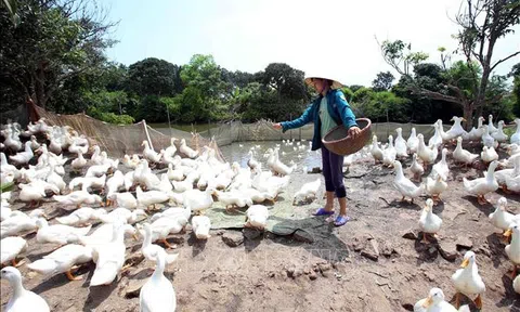 Hưng Yên thí điểm thành công mô hình nuôi vịt an toàn sinh học