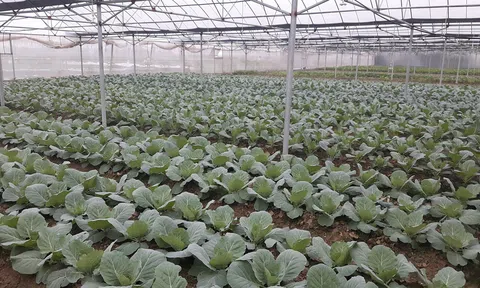 Hải Dương giám sát chất lượng vùng rau an toàn, mở rộng thị trường xuất khẩu