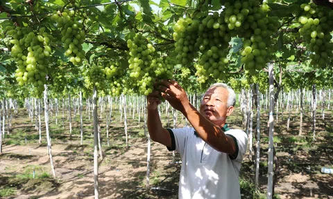 Hiệu quả từ mô hình cánh đồng lớn