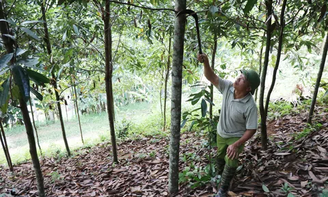 Cây quế đem lại thu nhập cao cho đồng bào vùng Định Hóa, Thái Nguyên