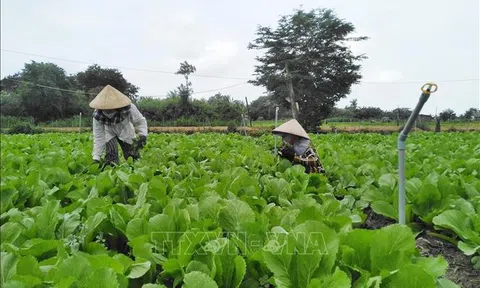 Hỗ trợ khu vực kinh tế tập thể trở lại trạng thái bình thường mới