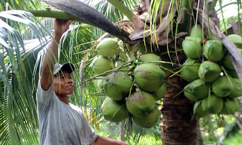 Chuyển đổi vườn tạp, đất trồng lúa kém hiệu quả sang dừa