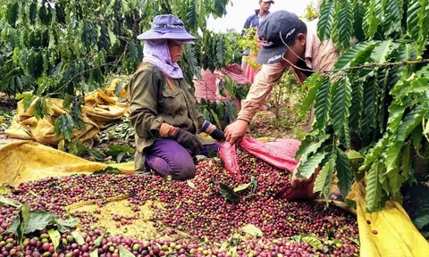 Dịch COVID-19: Kon Tum hỗ trợ kết nối tiêu thụ nông sản tồn đọng