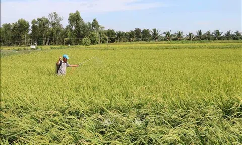 Xây dựng thương hiệu lúa hữu cơ Trà Vinh bền vững