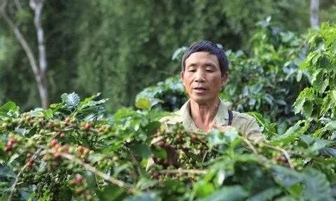 Vụ cà phê "3 được" ở Mường Ảng
