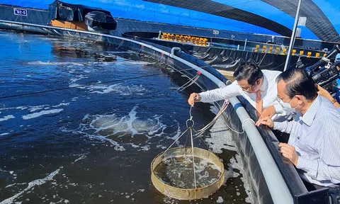 Phát triển mô hình nuôi tôm công nghệ cao gắn với bảo vệ môi trường