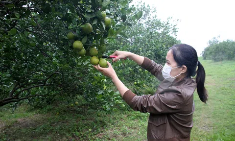 Cam Vinh mất giá, nỗi lo được báo trước