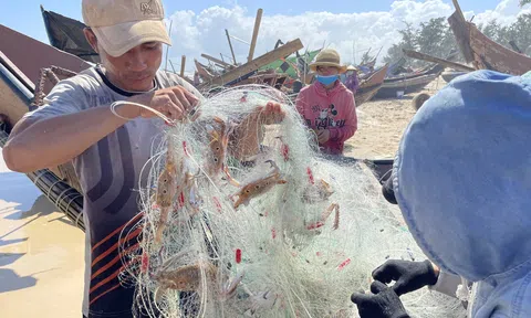 Ngư dân vùng bãi ngang tỉnh Quảng Trị được mùa biển