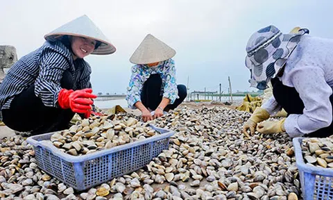 Nghêu biển Trà Vinh được mùa, được giá