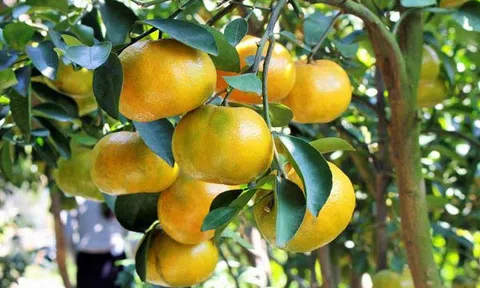 Nhiều hoạt động hỗ trợ hợp tác xã nâng cao năng lực cạnh tranh