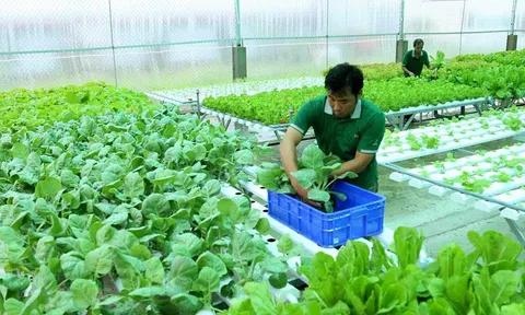 Lấy hợp tác xã làm trọng tâm phát triển kinh tế tập thể