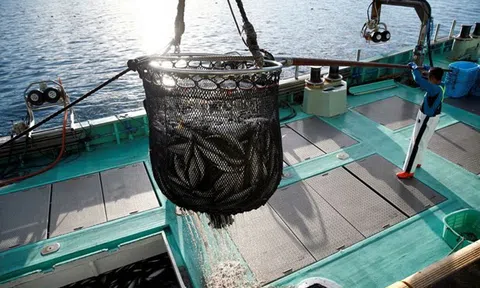 WTO: Đàm phán về thỏa thuận chấm dứt trợ cấp nghề cá có tiến triển lớn