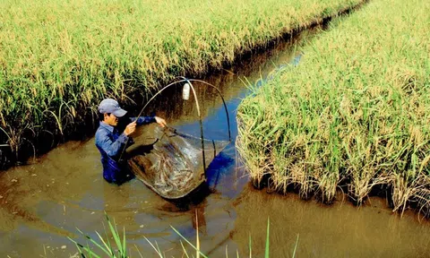 Phát triển kinh tế bền vững theo hướng chuyên ngư