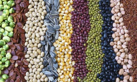 Điểm lại thị trường nông sản tuần qua: Giá gạo Thái Lan giảm xuống mức thấp nhất trong hơn 4 năm