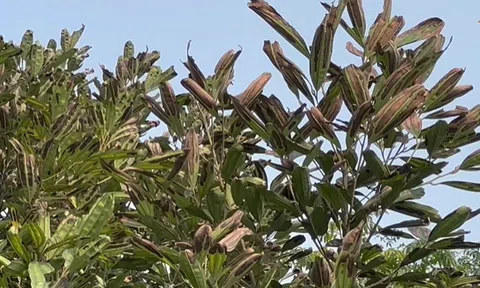 Lào Cai: Hoa màu chết khô bất thường, Quế khô lá không rõ nguyên nhân