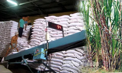 Đường mía nghi gian lận thuế từ doanh nghiệp Indonesia lên đến 1.200 tỷ đồng