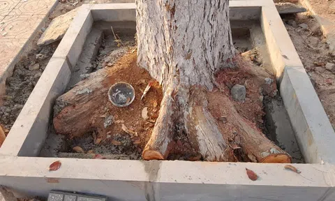 Công ty TNHH Hoàng Phương Gia Lai bị xử phạt 40 triệu đồng 