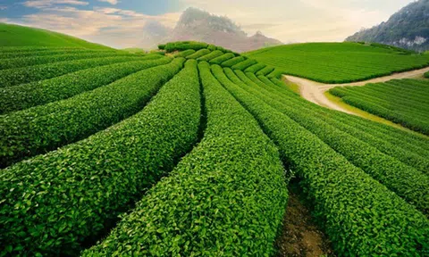 Xử phạt Công ty Cổ phần Chè Lâm Đồng 320 triệu đồng