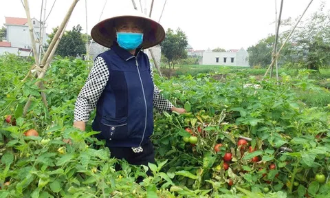 Diện tích gieo trồng rau màu vụ hè - thu tại Hải Phòng đạt khoảng 15.000  ha