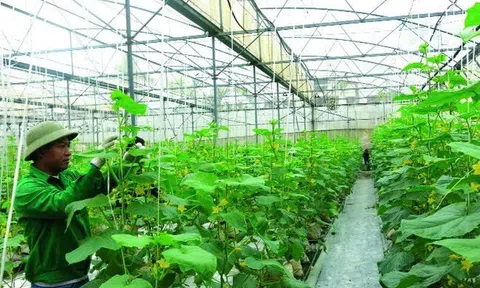 Hải Phòng: Bảo vệ sản xuất nông nghiệp trước ảnh hưởng của bão số 5