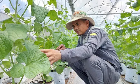 Hải Phòng: Có khoảng 1.500 ha rau quả được cấp chứng nhận đạt tiêu chuẩn VietGAP, GlobalGAP