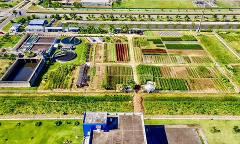 Hải Phòng: Xây dựng “phòng tuyến xanh” để phát triển bền vững