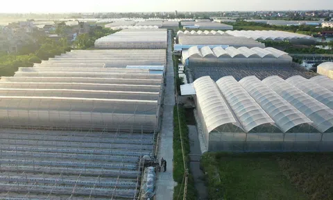 Điểm sáng trong sản xuất nông nghiệp công nghệ cao tại xã Trường Tân