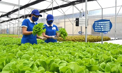 Quảng Ninh: Phát triển tiềm năng nông nghiệp xanh - sạch