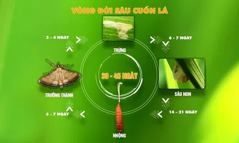 Hải Phòng: Xuất hiện sâu bệnh cuối vụ trên một số diện tích lúa mùa