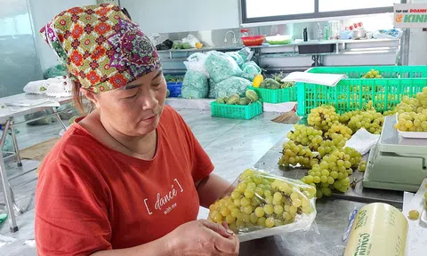 Phát triển sản xuất nông nghiệp sạch theo mô hình kinh tế xanh trên địa bàn xã An Phú