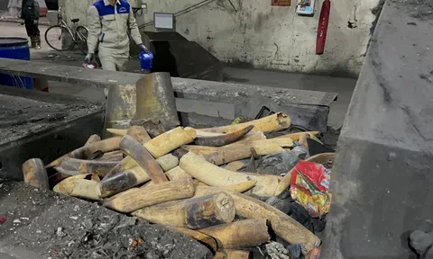 Hải Phòng: Tiêu hủy hơn nửa tấn ngà voi nhập lậu từ Châu Phi