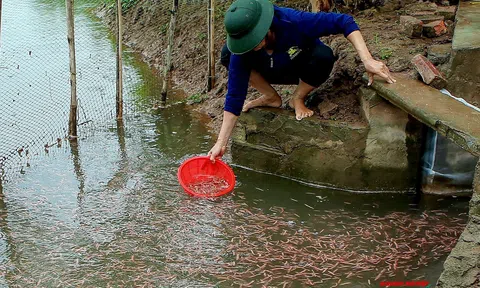Tiếng gọi từ phù sa trên sông Thái Bình: Mùa "lộc trời” trên đất Chí Minh