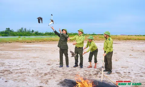 Bảo vệ chim trời, nâng cao hiệu quả bảo tồn đa dạng sinh học tại đặc khu Cát Hải