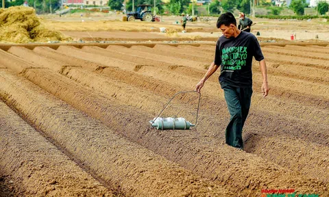 Vàng son trên đất bãi phù sa: Mùa gieo trồng cà rốt tại xã Tuệ Tĩnh