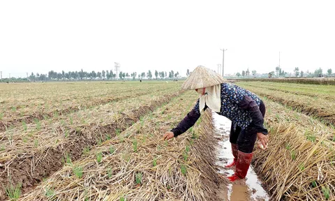 Mùa "gieo mầm xanh" trên vùng đất bán sơn địa Hải Phòng
