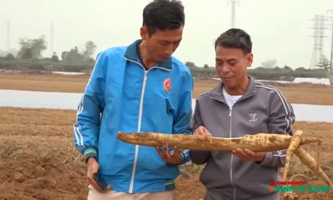 Người đàn ông đưa thương hiệu bột sắn dây vươn tầm làng quê