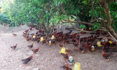 Hải Phòng ban hành mức hỗ trợ mới khắc phục dịch bệnh động vật