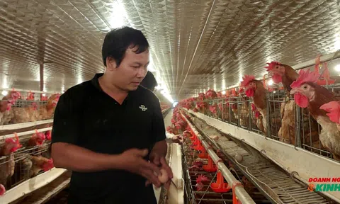 Thủ phủ gà giống lớn nhất miền Bắc vững vàng sau thăng trầm